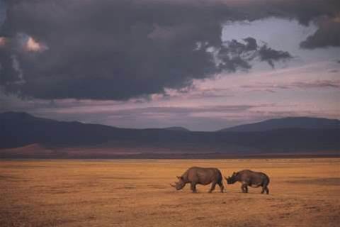 Cisco, DiData track people to protect rhinos