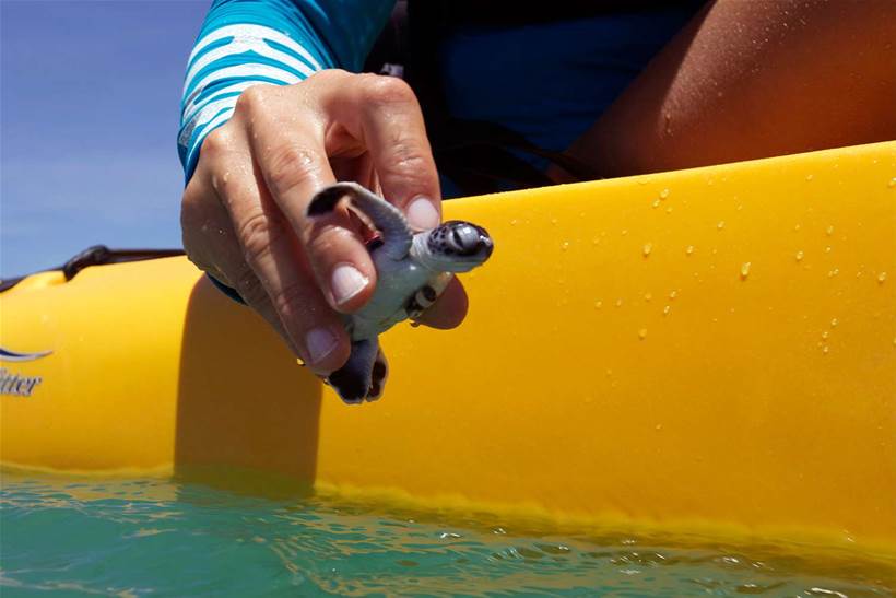 Scientists track green turtle hatchlings with IoT