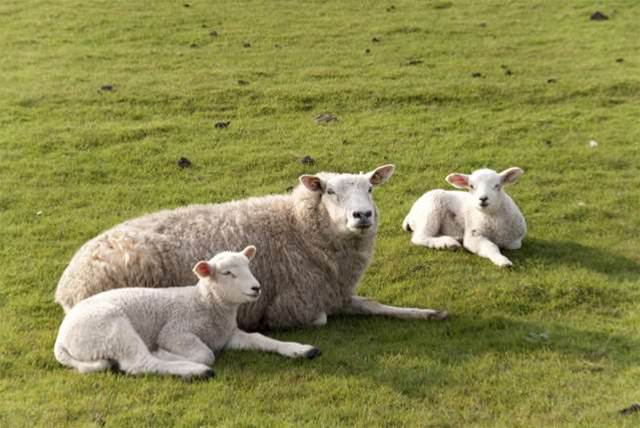 Government funds sheep analytics trial
