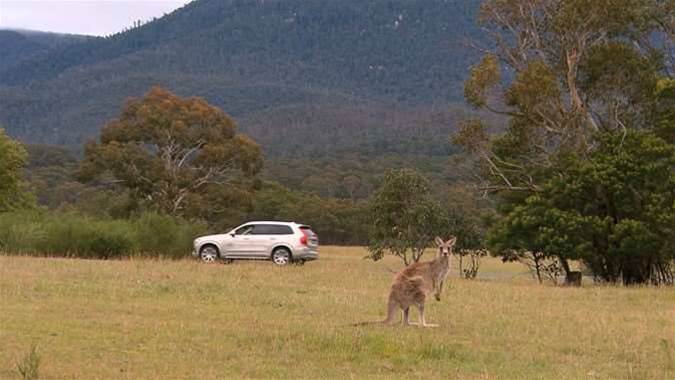Volvo cars may sense kangaroos