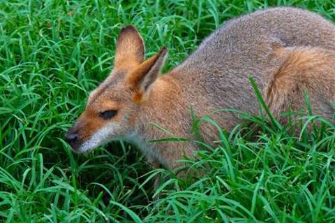 Adobe bowls Wallaby at iPhone Flash ban