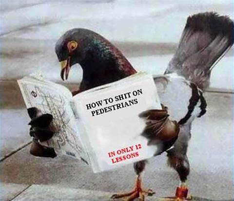 Australian internet pigeon test - Oddware - - iTnews