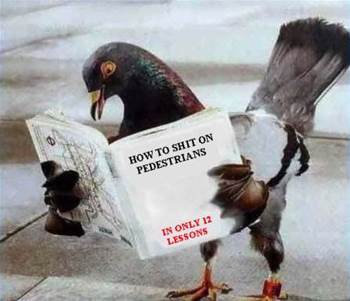 Australian internet fails pigeon test