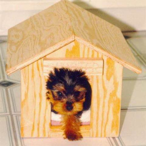 ID thief in the doghouse after puppy scam