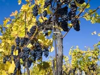 TransACT buys out ISP Grapevine