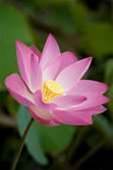 Hosted Lotus Notes set for take off