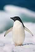 Opinion: How much is that penguin in the Window?