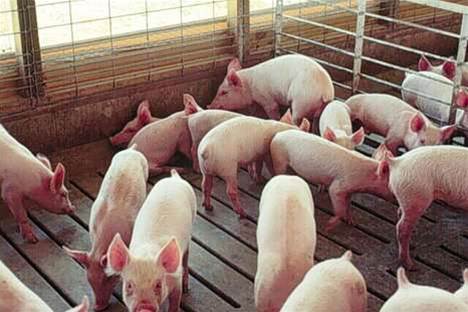 Mexico Airport Authority buys Fluke infared cameras to scan for swine flu
