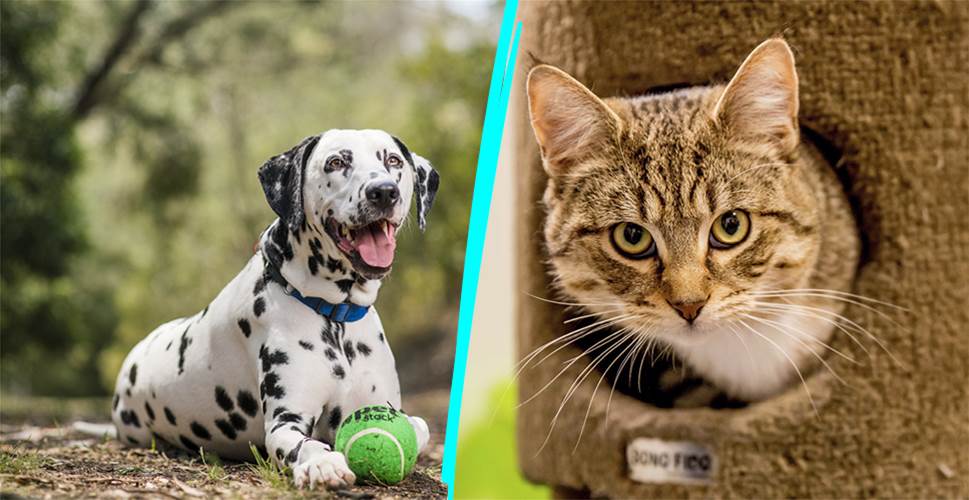 National Pet Adoption Month 2021! – Total Girl