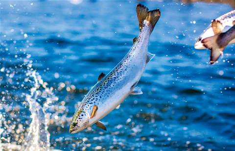 Intuit Technologies' ocean link transforms salmon feeding