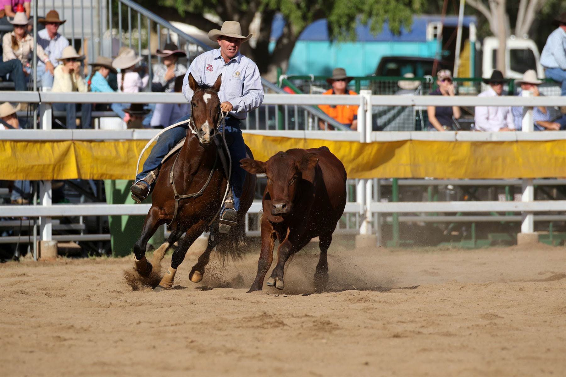 Campdrafting - the uniquely Australian sport - More Sport - Inside Sport