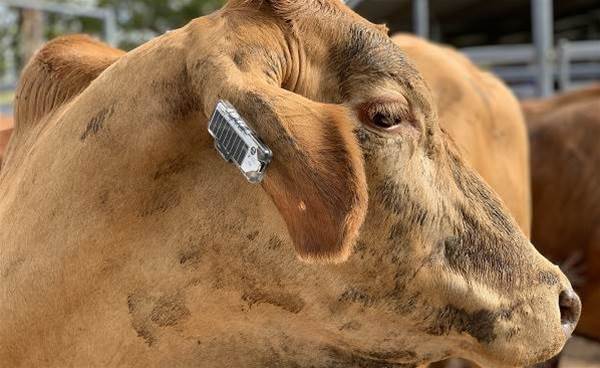 CSIRO tests "fitness tracker for cows"