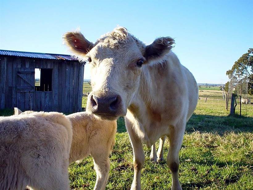 Qld startup develops battery-less ear tag