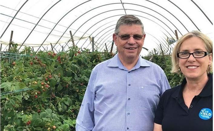Major Australian produce supplier will use AI to predict berry yield