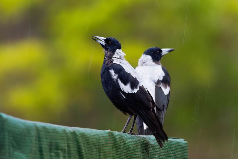 Altruism in birds? Magpies have outwitted scientists by helping each other remove tracking devices