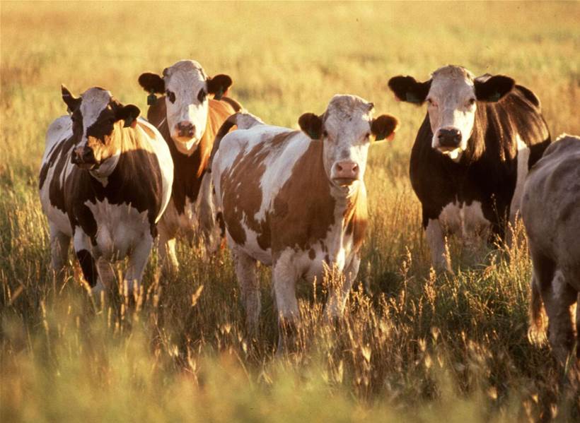 Virtual fences and cattle: how new tech could allow effective, sustainable land sharing