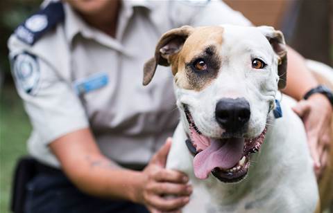 Sydney's Digital Armour deploys Office365 to RSPCA