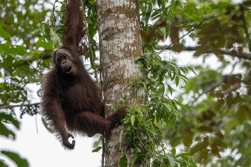 WWF Malaysia to implement AI for conservation