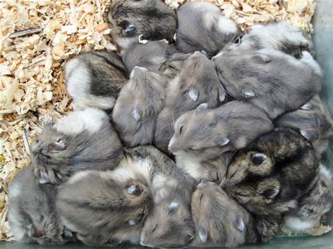 Sentient Dynamics deploys Microsoft-based platform to NSW Local Land Services to help fight mouse plague