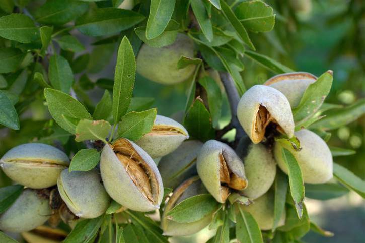 Aussie almond grower in IoT, blockchain experiment