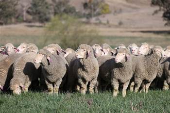 Sheep facial recognition on its way to Australia