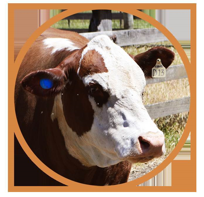 Smart tags help keep tabs on cattle