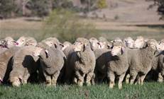 Sheep facial recognition on its way to Australia
