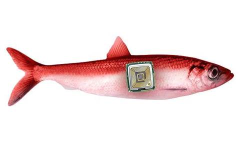 Amid the hype, is IoT really a red herring? - Digital - Networking - CRN  Australia