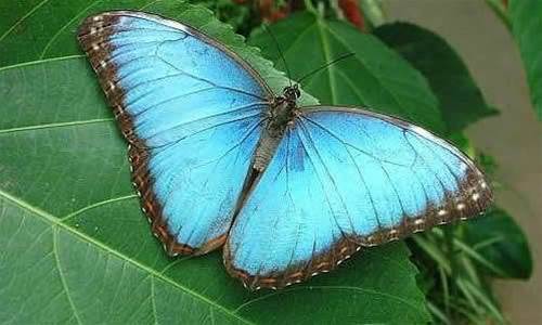 Symantec's Morpho misstep
