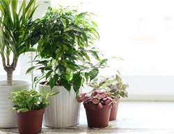 10 Low-Maintenance Houseplants You Only Have To Water Once A Month