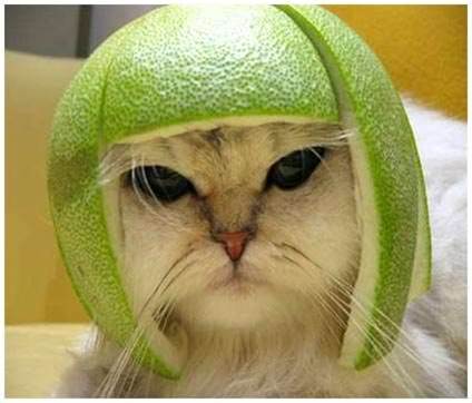 Neural networks, Google and cats