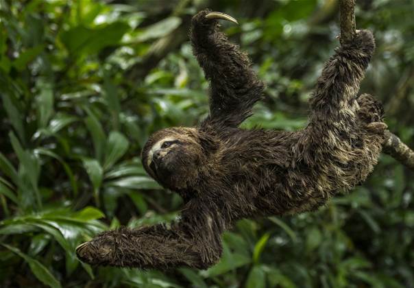 The CSIRO's wi-fi team is connecting the Amazon rainforest
