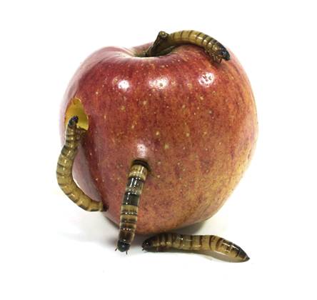 Apple strengthens iCloud in light of privacy breaches