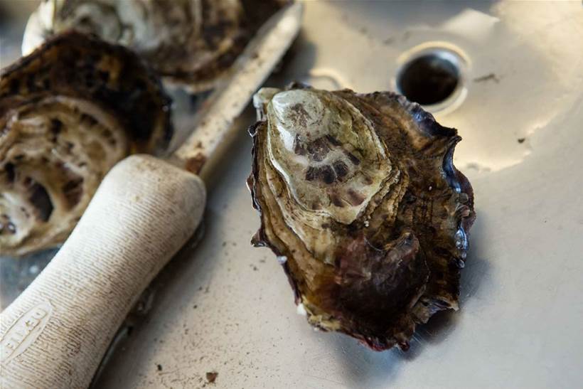 How IoT is helping Tasmania's oyster industry
