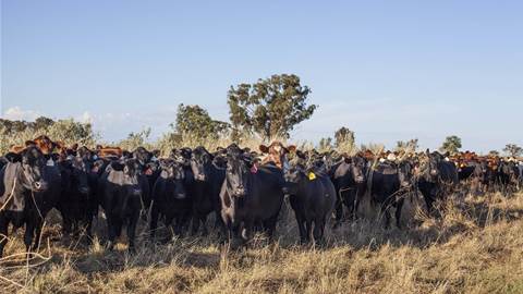 Local start-up aiding graziers manage variable conditions