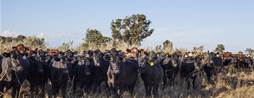 Local start-up aiding graziers manage variable conditions