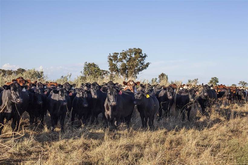 Local start-up aiding graziers manage variable conditions