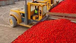 Kagome brings IoT to Victorian tomato farms