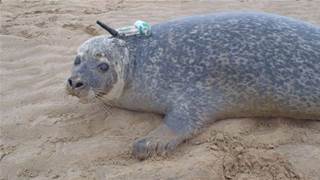 Vodafone to power the Internet of seals