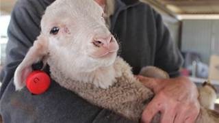 IoT helping to establish pedigree of lambs