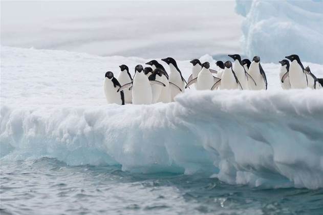 Antarctic division plots storage upgrade