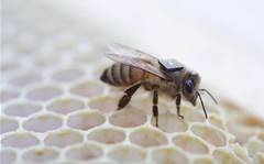  CSIRO e-tags bees for colony collapse research