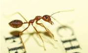 Ants build cheapest networks