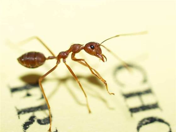 Ants build cheapest networks