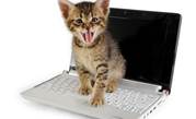 Dell responds to 'cat pee' laptop stink