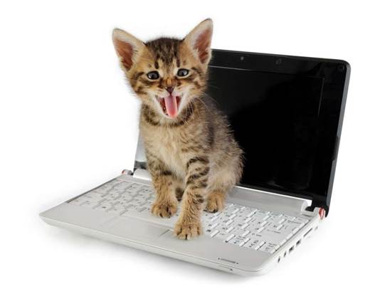 Dell responds to 'cat pee' laptop stink