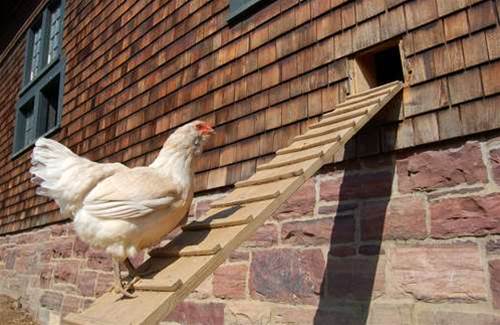 Queensland hacker has Red Rooster revenge