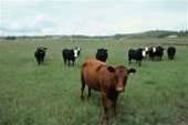 VMware releases 'Dirty COW' patches