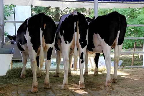Start-up plans biogas data centre network