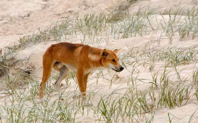 Drones to stop SA farmers being hounded by wild dogs